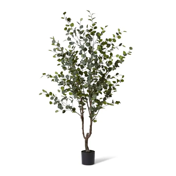 Eucalyptus Tree - 90 x 70 x 210cm