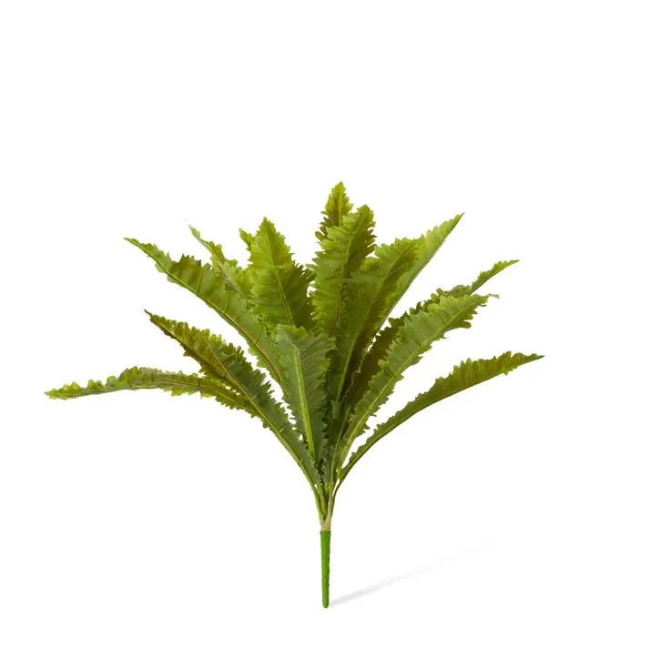 Fern Asplenium - 50 x 50 x 52cm