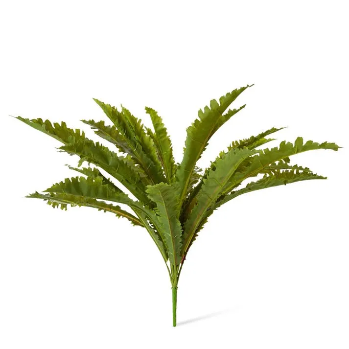 Fern Asplenium - 70 x 62 x 60cm