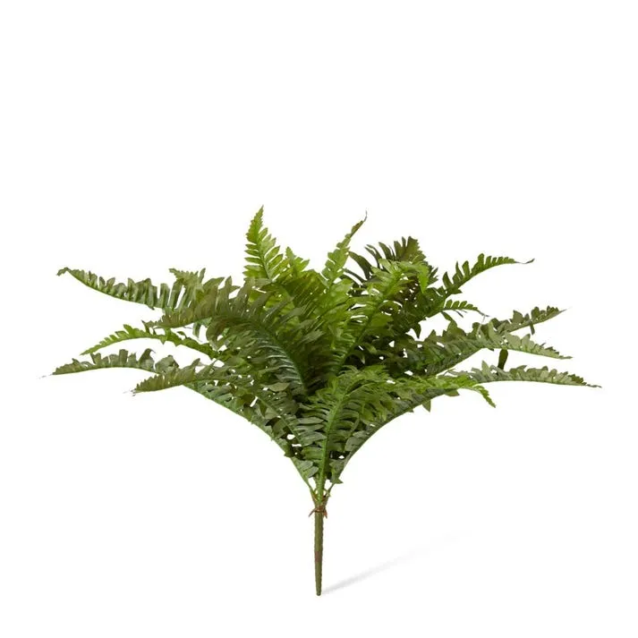 Fern Boston - 59 x 26 x 48cm