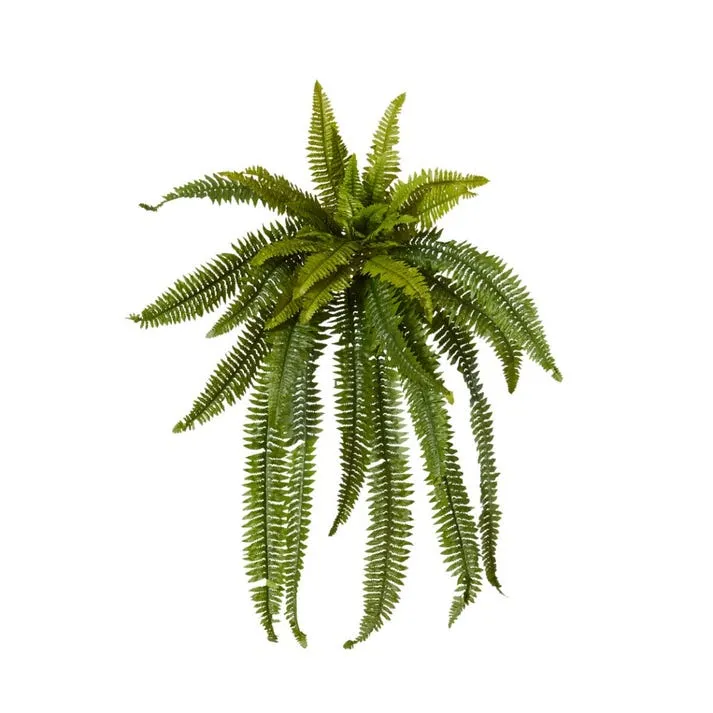 Fern Boston - 120 x 80 x 100cm