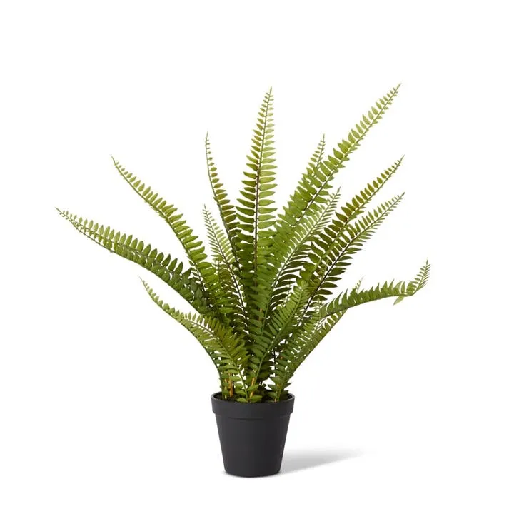 Fern Boston Potted - 23 x 23 x 51cm