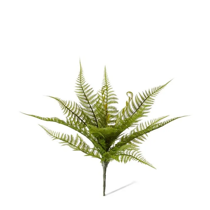 Fern Bracken - 45 x 45 x 35cm