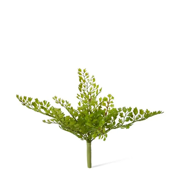 Fern Maiden Hair - 20 x 12 x 20cm