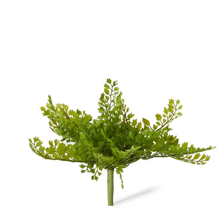 Fern Maiden Hair - 22 x 22 x 21cm