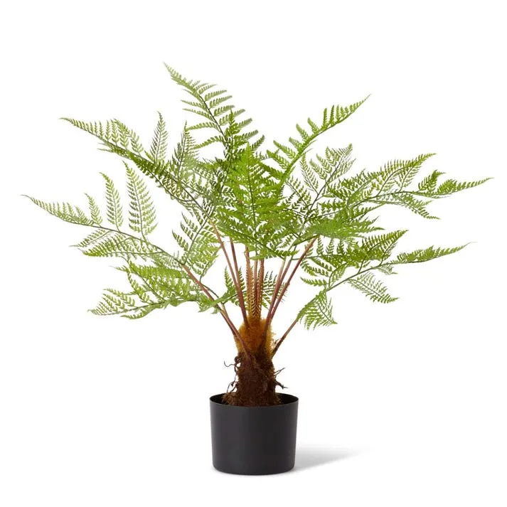 Fern Woodland Potted - 71 x 71 x 79cm