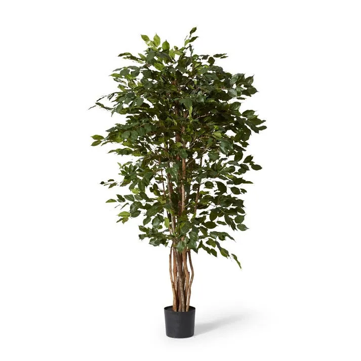 Ficus Tree - 90 x 90 x 180cm