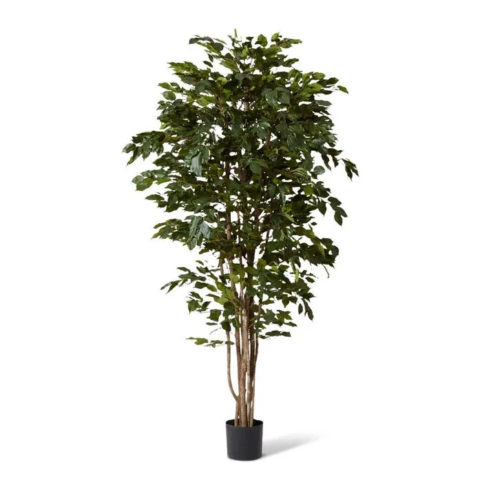 Ficus Tree - 100 x 100 x 210cm