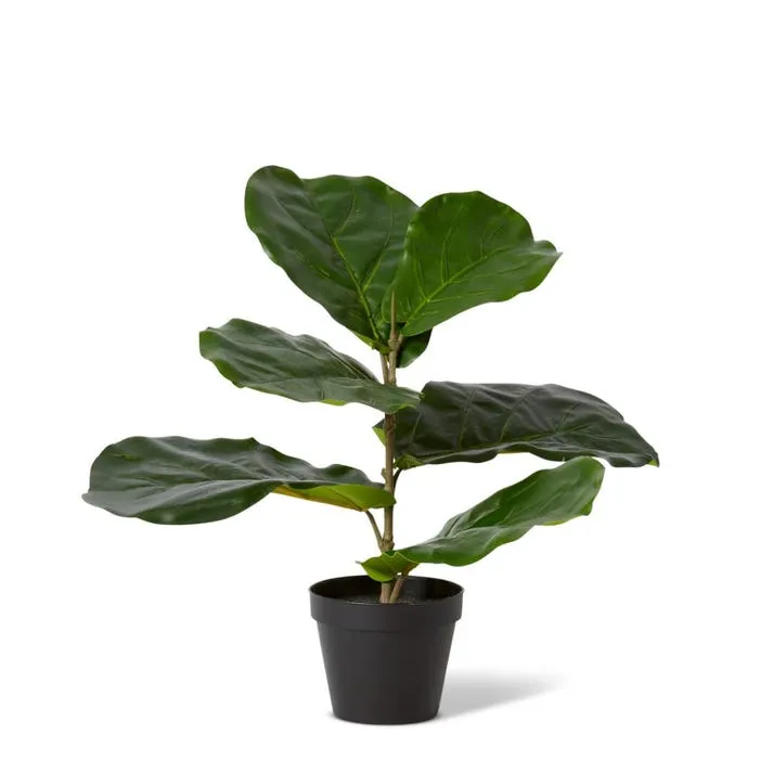 Fiddle Plant Potted - 42 x 30 x 40cm