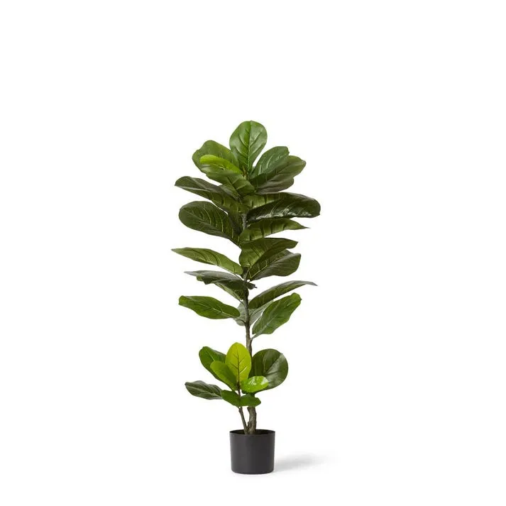 Fiddle Tree - 50 x 50 x 110cm