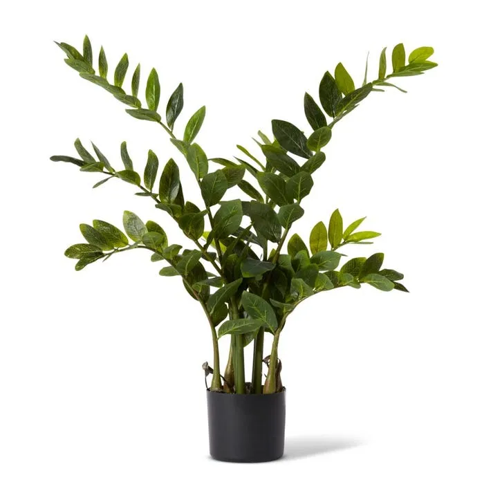 Zanzibar Gem Potted - 60 x 60 x 90cm