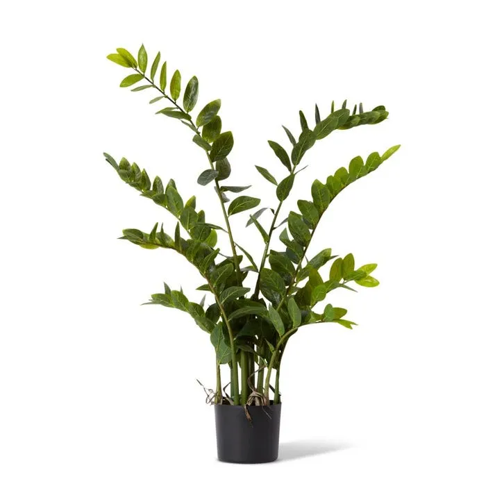 Zanzibar Gem Potted - 80 x 80 x 110cm