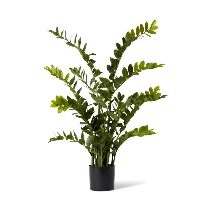 Zanzibar Gem Potted - 80 x 80 x 135cm