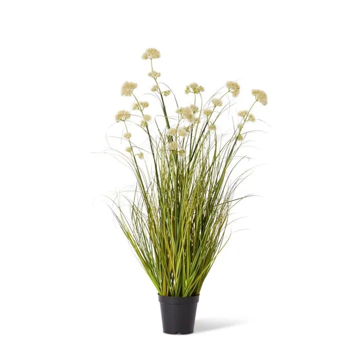 Grass Pom Pom Reed Potted - 60 x 60 x 91cm