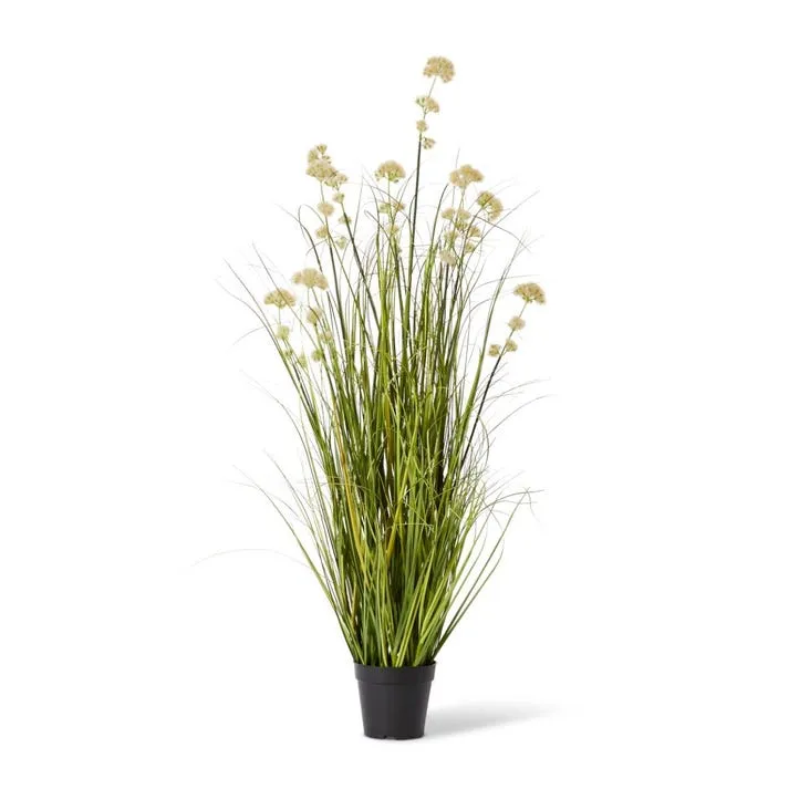 Grass Pom Pom Reed Potted - 70 x 70 x 122cm