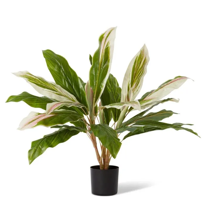 Cordyline Potted - 60 x 60 x 71cm