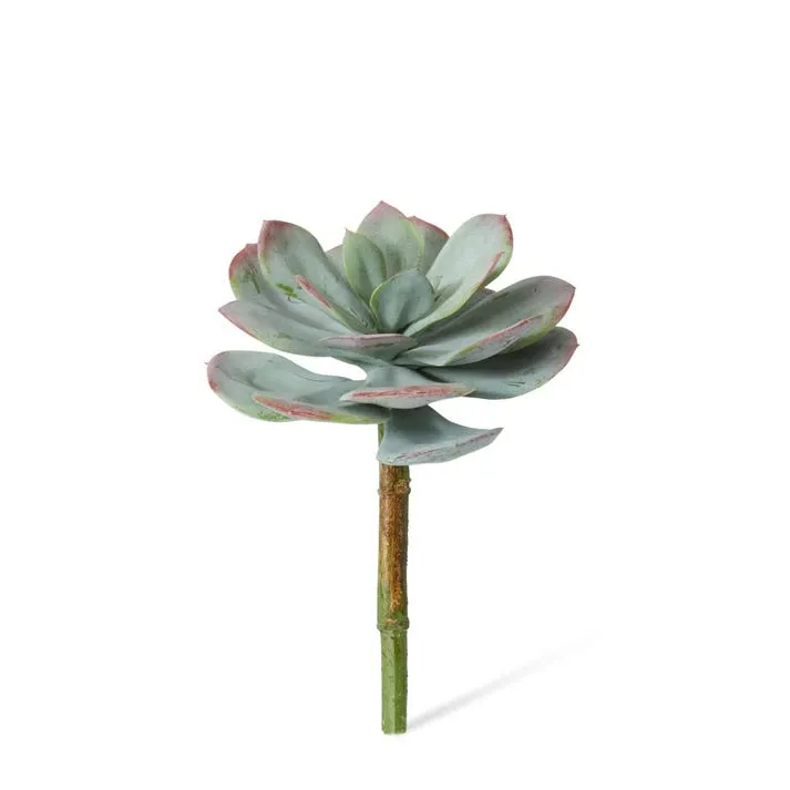 Echeveria Prince Stem - 16 x 16 x 23cm