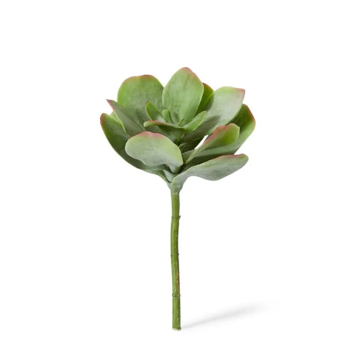 Flapjack Succulent Stem - 23 x 23 x 38cm