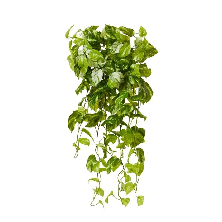 Pothos Mable Vine Hanging Plant - 50 x 40 x 90cm