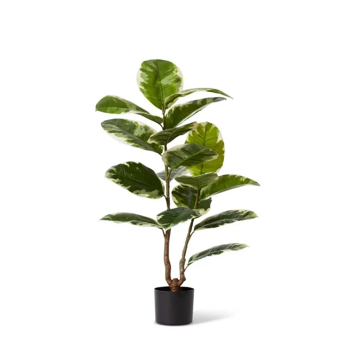 Rubber Plant Grand Potted - 68 x 68 x 90cm