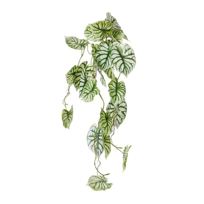 Anthurium Vine Hanging Plant - 32 x 30 x 90cm
