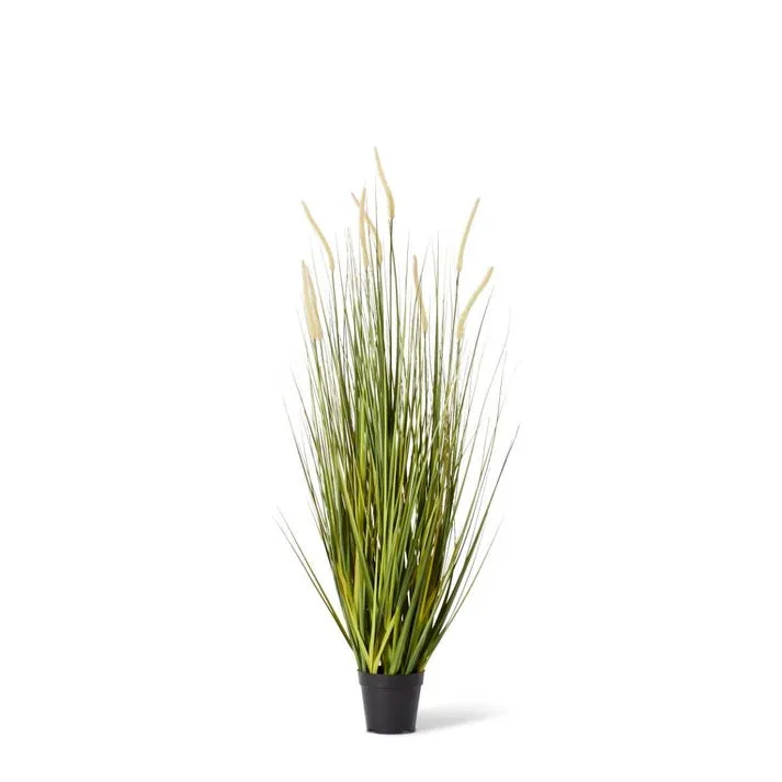 Grass Foxtail Potted - 60 x 60 x 120cm