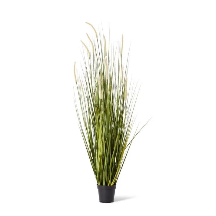 Grass Foxtail Potted - 70 x 70 x 150cm