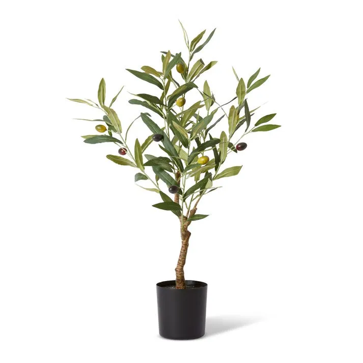 Olive Tree - 33 x 33 x 61cm