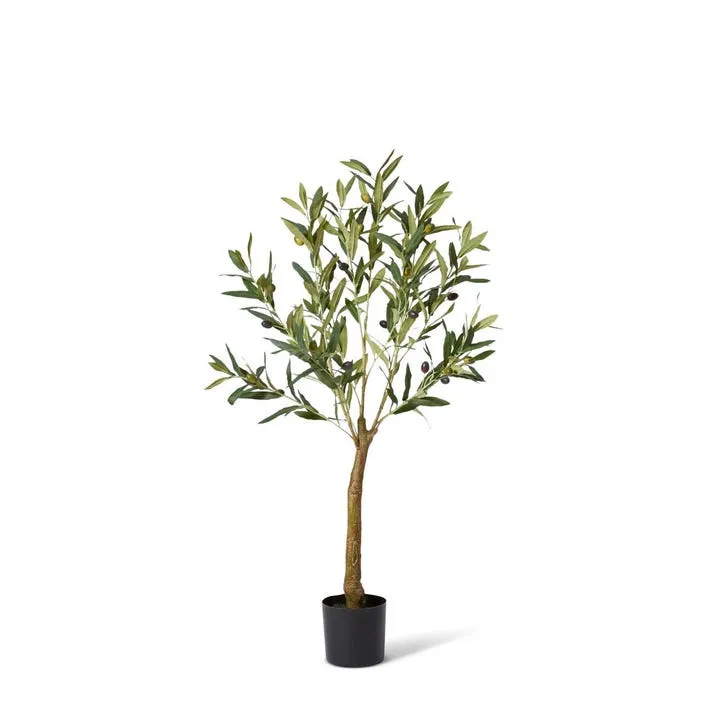 Olive Tree - 36 x 36 x 91cm