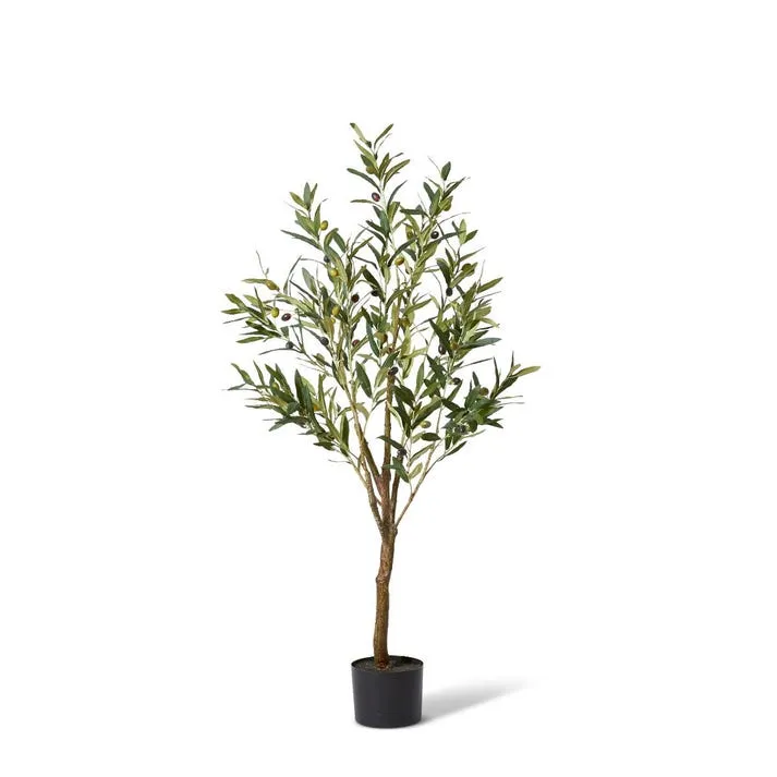 Olive Tree - 46 x 46 x 122cm