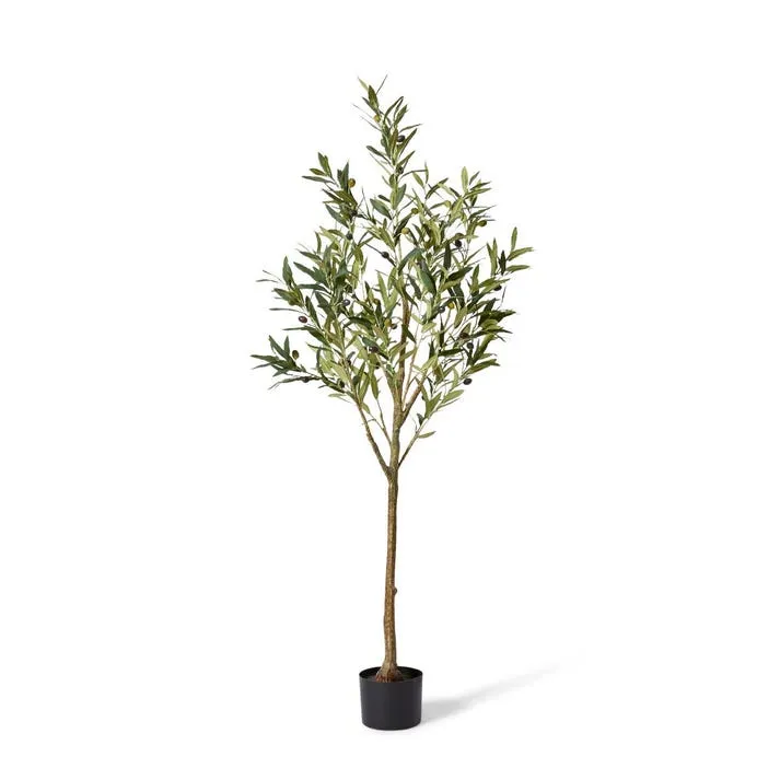 Olive Tree - 56 x 56 x 152cm