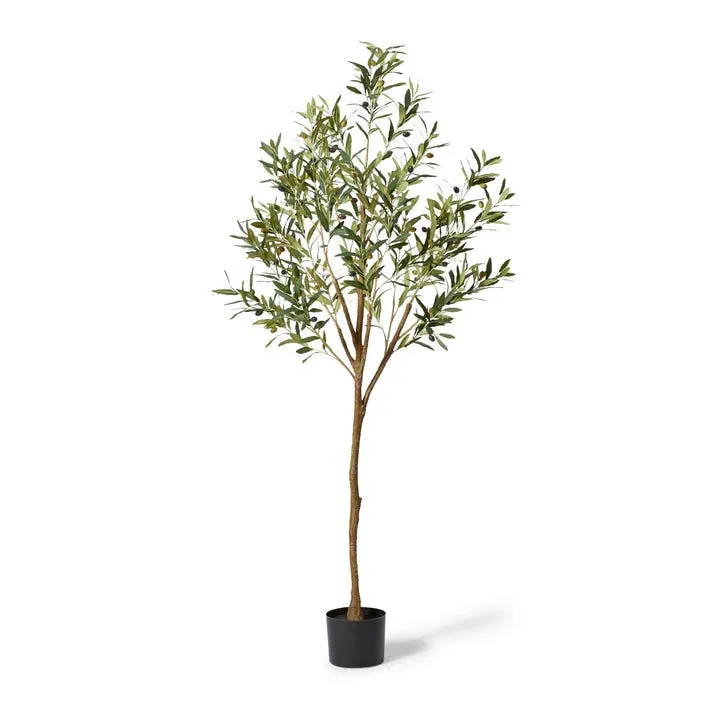 Olive Tree - 61 x 61 x 183cm