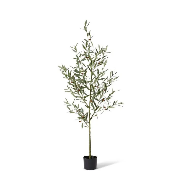 Olive Tree - 55 x 55 x 170cm