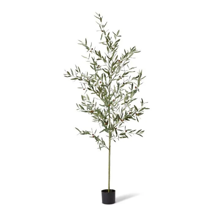 Olive Tree - 75 x 75 x 200cm