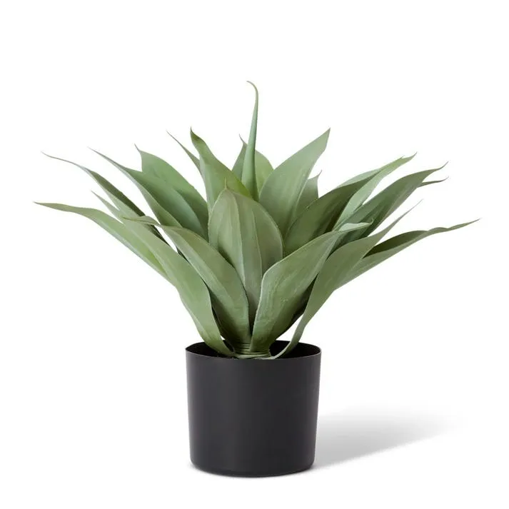 Agave Potted - 50 x 40 x 50cm
