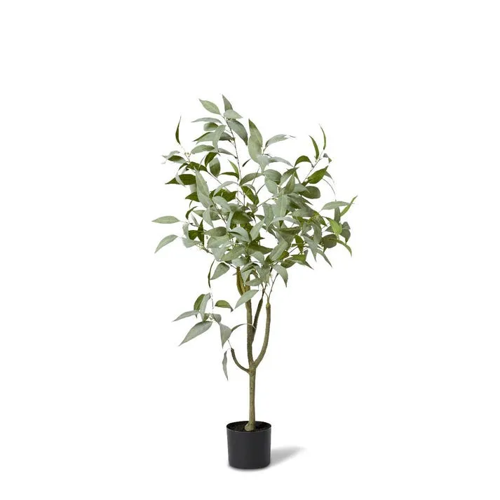 Gum Tree - 70 x 70 x 120cm