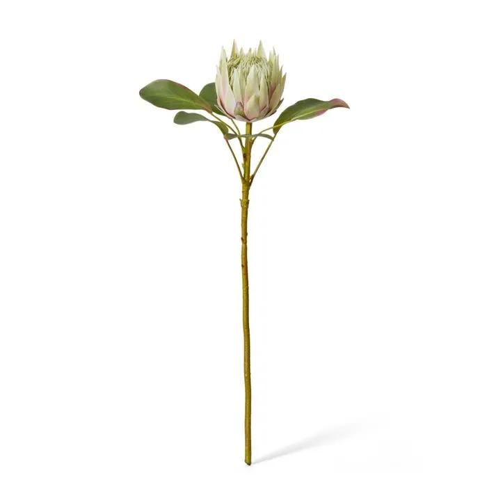 Protea Grand King Stem - 30 x 30 x 66cm