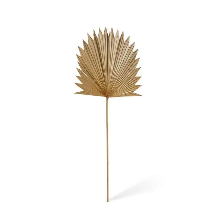 Sun Fan Palm Dried Stem - 38 x 1 x 96cm