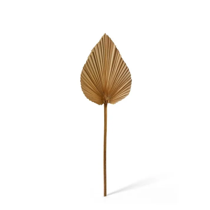 Fan Palm Mini Heart Dried Stem - 15 x 1 x 50cm