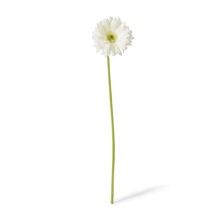 Gerbera Daisy Stem - 13 x 13 x 53cm