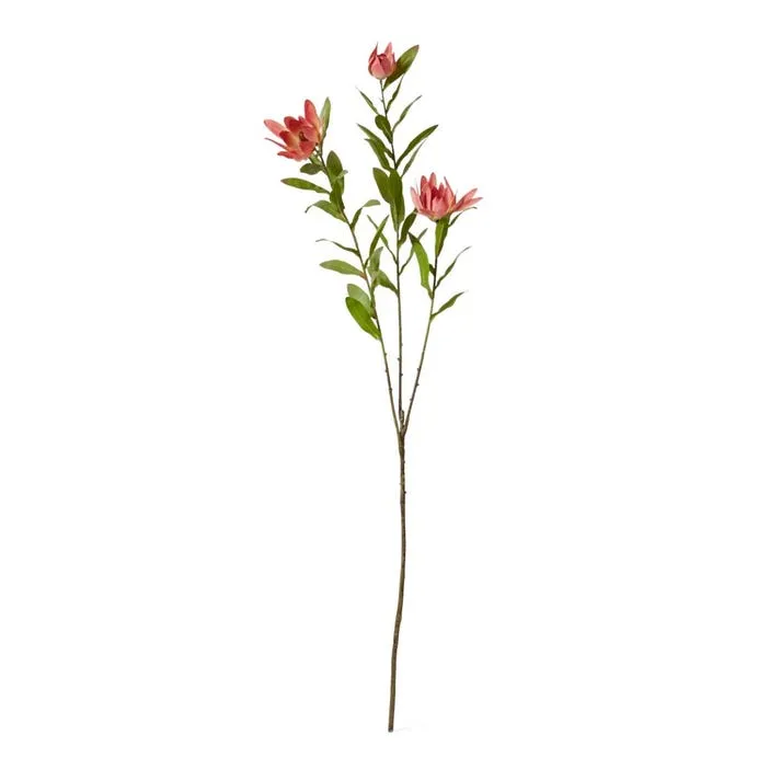 Protea Orientale Spray - 42 x 16 x 99cm