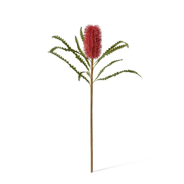 Banksia Stem - 20 x 8 x 65cm
