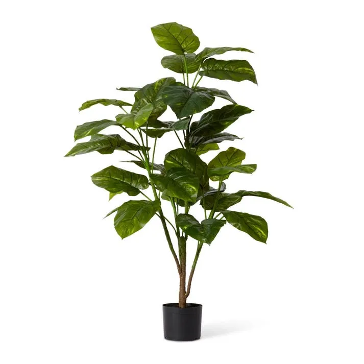 Pothos Potted - 70 x 70 x 127cm