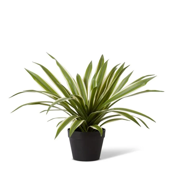 Sisal Agave Potted - 50 x 50 x 41cm