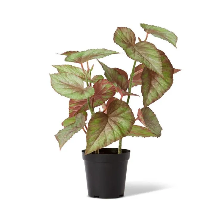 Begonia Potted - 41 x 39 x 59cm