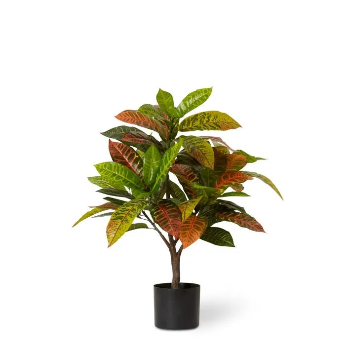 Croton Plant Potted - 65 x 60 x 77cm