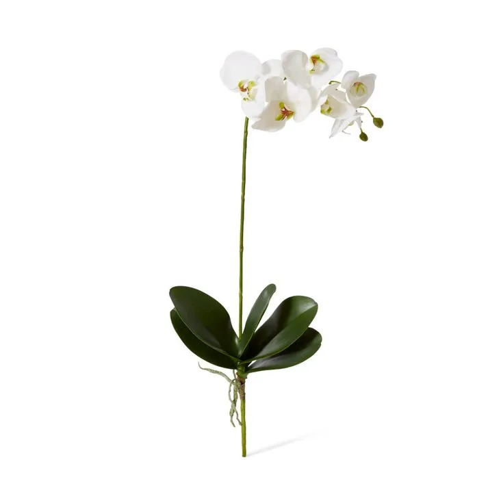 Phalaenopsis Grand Plant - 26 x 26 x 63cm