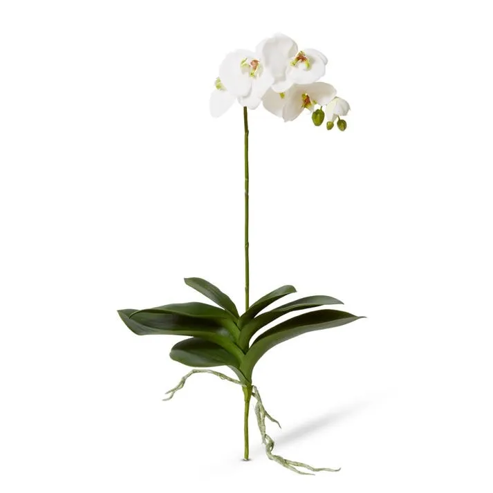 Phalaenopsis Luxe Plant - 39 x 15 x 76cm