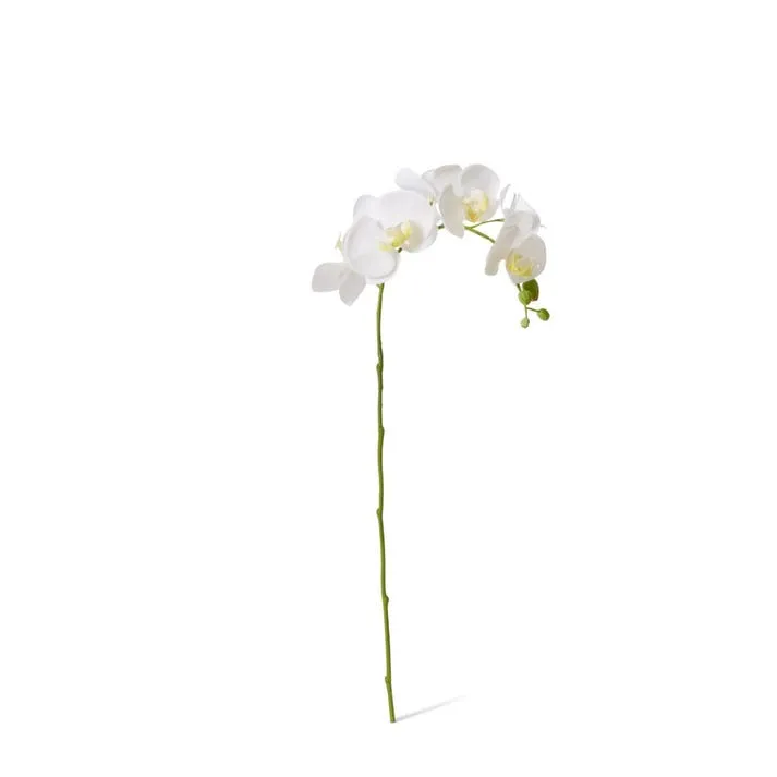 Phalaenopsis Orchid Stem - 25 x 10 x 55cm