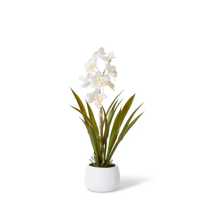 Cymbidium Hybrid Dimple Pot - 28 x 28 x 48cm